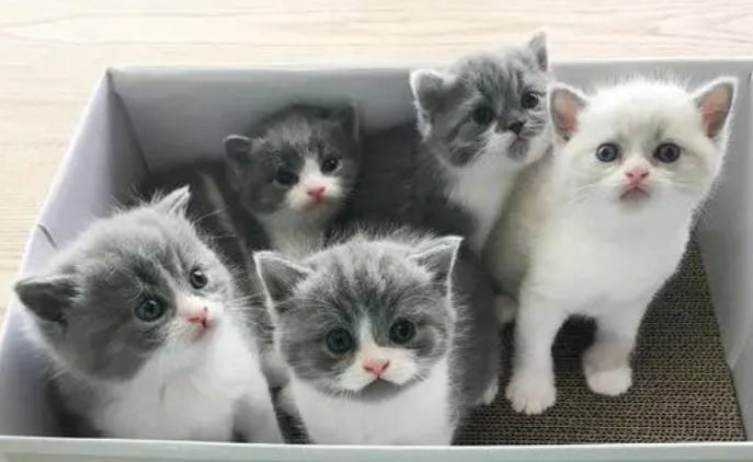 小猫的存活率有多少