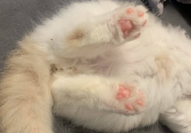 猫咪为什么抖后脚