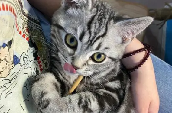猫为什么喜欢玩筷子 猫为什么喜欢玩筷子