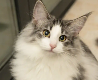 挪威森林猫绝育后怎么护理?一文告诉你! 挪威森林猫绝育后怎么护理?一文告诉你!