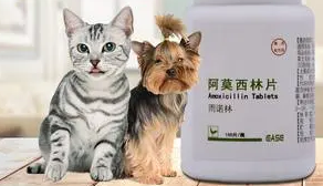 宠物阿莫西林用量 宠物阿莫西林用量