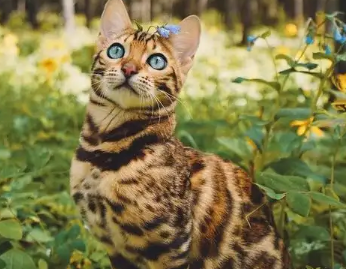 豹猫产后出血怎么办？想养的看过来
