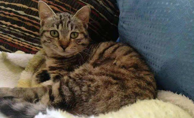 养宠小知识：白脚狸花猫说法是什么？