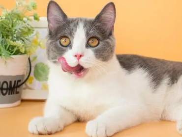 猫咪正常突然不叫了为什么会叫