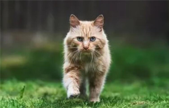 猫咪吐白色水泡沫是什么原因