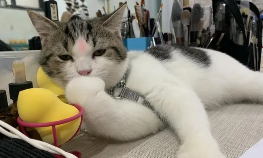 小学生能养猫吗