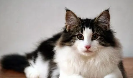 褴褛猫咳嗽如何治疗?这里可以了解~ 褴褛猫咳嗽如何治疗?这里可以了解~