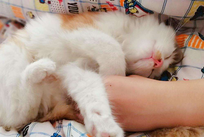 猫咪睡觉不撒手是为什么 猫咪睡觉不撒手是为什么
