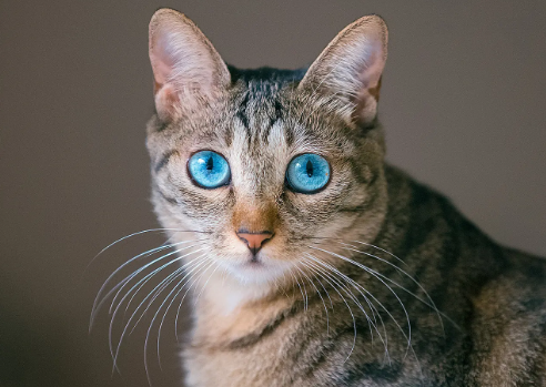 猫咪为什么单独放在床上睡觉 猫咪为什么单独放在床上睡觉