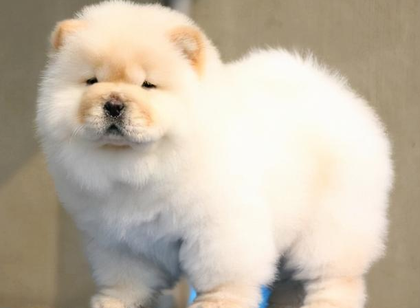 松狮犬什么时候脱毛?来了解下吧 松狮犬什么时候脱毛?来了解下吧