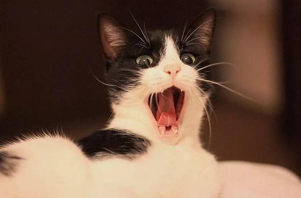 猫咪结扎了为什么还叫声很大
