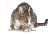 宠物猫会不会吃老鼠