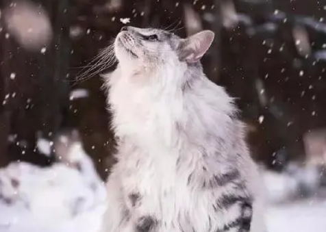 萌宠小知识:挪威森林猫多少钱一只? 萌宠小知识:挪威森林猫多少钱一只?