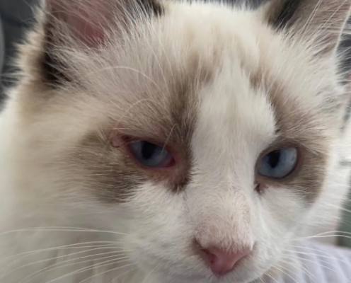 猫眼睛里有泪水像哭了一样