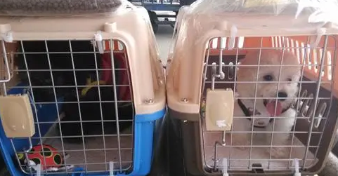 飞机宠物托运是什么意思 飞机宠物托运是什么意思