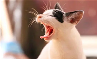猫咪为什么不停的喊唤怎么回事