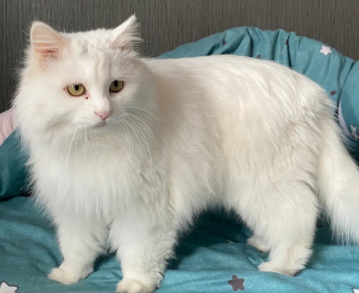 山东狮子猫幼猫一天吃多少粒猫粮,看这里