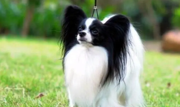 蝴蝶犬什么时候换毛?看看这些~ 蝴蝶犬什么时候换毛?看看这些~