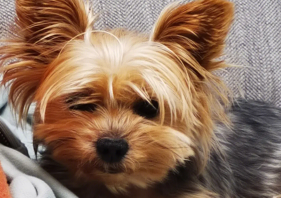刚出生小约克夏犬要怎样哺乳,有没有清楚的! 刚出生小约克夏犬要怎样哺乳,有没有清楚的!