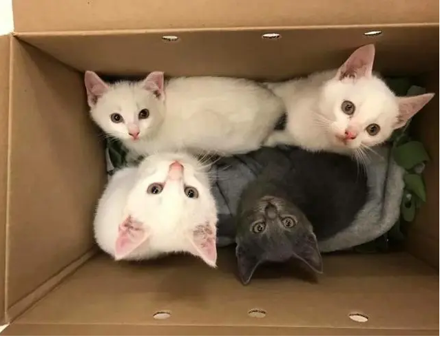 小猫什么快递可以寄走呢 小猫什么快递可以寄走呢