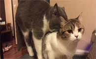 猫咪配两天能成功吗