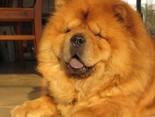 松狮犬怎么看纯不纯？一文告诉你！