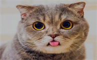 猫咪有时为什么会呕吐