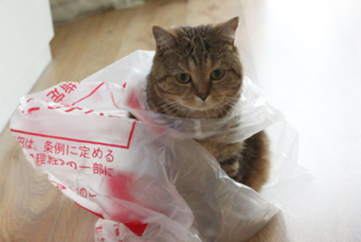猫咪死了为什么要用袋子包起来
