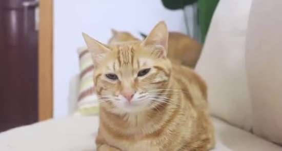 怎么跟猫说话才能听懂
