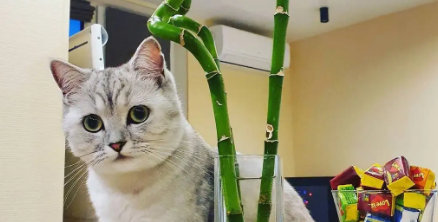 金钱树对猫有没有危害