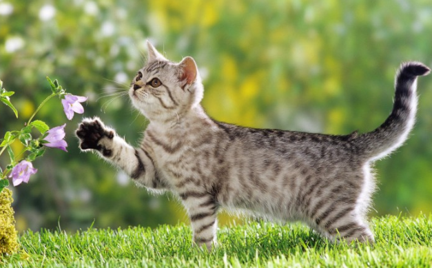 猫咪看得懂人在哭吗