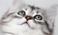 新手养猫的注意事项