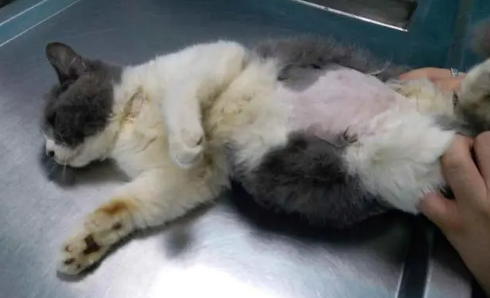 怎么判断猫得了猫腹水