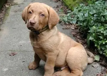 一文告诉你,乞沙比克猎犬耳朵怎么清洁? 一文告诉你,乞沙比克猎犬耳朵怎么清洁?