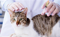 为什么土猫不用打疫苗