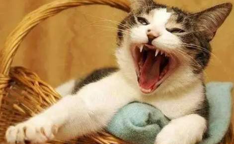 猫咪晚上不停嚎叫是什么原因 猫咪晚上不停嚎叫是什么原因