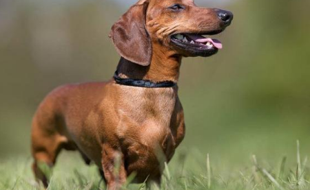 腊肠犬为什么养的人少?速速来get 腊肠犬为什么养的人少?速速来get