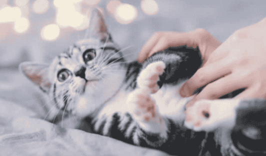 养猫遭到了家人的强烈反对