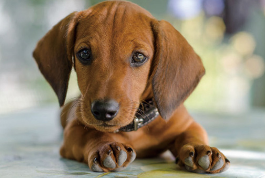 腊肠犬怎么训练大小便?你了解不? 腊肠犬怎么训练大小便?你了解不?