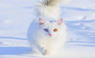 为什么异瞳猫咪多是白猫