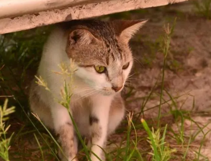 猫一直叮着一个地方看 猫一直叮着一个地方看
