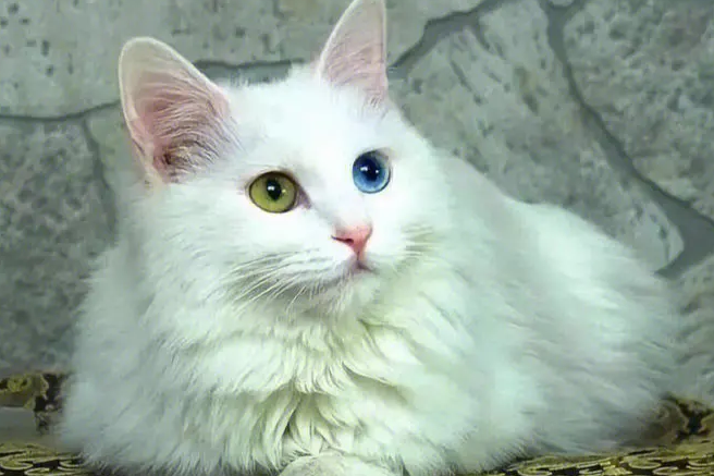 波斯猫起源于哪个国家?感兴趣的来看看吧 波斯猫起源于哪个国家?感兴趣的来看看吧
