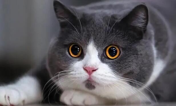 猫咪的脸为什么那么圆 猫咪的脸为什么那么圆