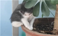 为什么猫咪会挖花盆