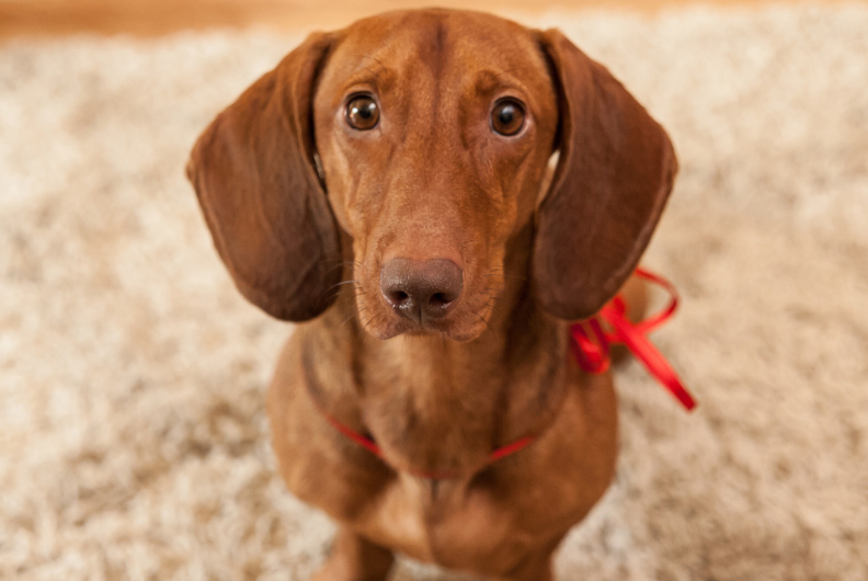 短毛腊肠犬耳朵护理方法，你知道吗？