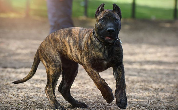 萌宠小知识:加纳利犬呕吐怎么办? 萌宠小知识:加纳利犬呕吐怎么办?