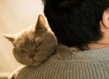 养猫的男的都变态 养猫的男的都变态