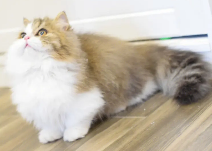 金加白长毛猫多少钱一只图片