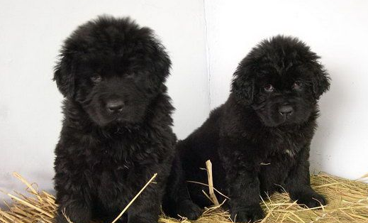 纽芬兰犬感冒怎么办？记好备用！