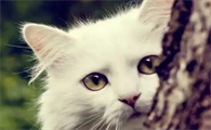 小猫能看懂人哭吗